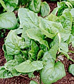 SPINACH GIANT WINTER