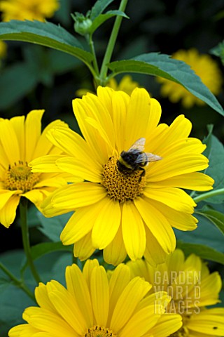 HELIOPSIS_SCABRA_WITH_BUMBLE_BEE
