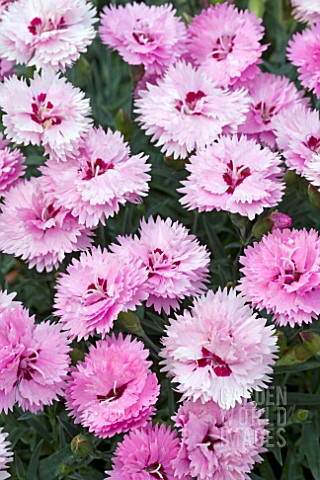 DIANTHUS_DIANTICA_LAVENDER_WITH_EYE