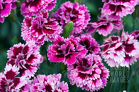 DIANTHUS_DIANTICA_LILAC_WITH_EYE