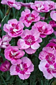 DIANTHUS DIANTICA PINK WITH EYE