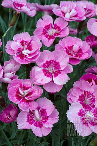 DIANTHUS_DIANTICA_PINK_WITH_EYE