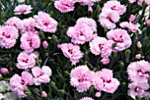 DIANTHUS DIANTICA LAVENDER WITH EYE