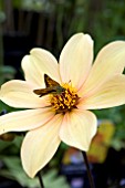 DAHLIA BISHOP OF YORK WITH BUTTERFLY