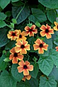 THUNBERGIA SUNNY SUSY AMBER STRIPES
