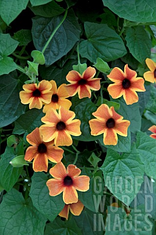 THUNBERGIA_SUNNY_SUSY_AMBER_STRIPES