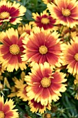 COREOPSIS UP TICK GOLD AND BRONZE