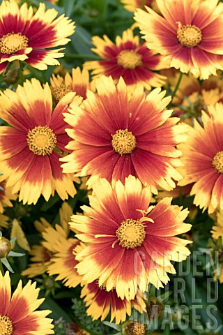COREOPSIS_UP_TICK_GOLD_AND_BRONZE