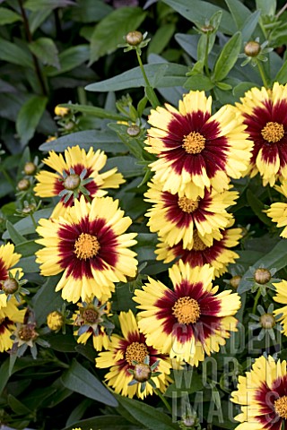 COREOPSIS_UP_TICK_YELLOW_AND_RED