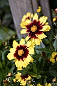 COREOPSIS UP TICK YELLOW AND RED