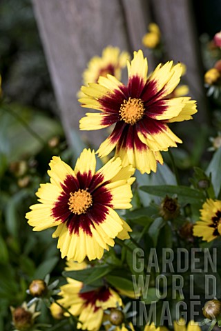COREOPSIS_UP_TICK_YELLOW_AND_RED