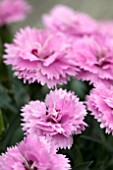 DIANTHUS DIANTICA LAVENDER WITH EYE