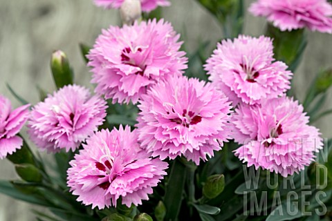 DIANTHUS_DIANTICA_LAVENDER_WITH_EYE