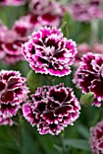DIANTHUS DIANTICA LILAC WITH EYE