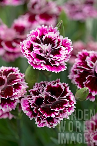 DIANTHUS_DIANTICA_LILAC_WITH_EYE