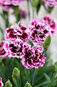 DIANTHUS DIANTICA LILAC WITH EYE