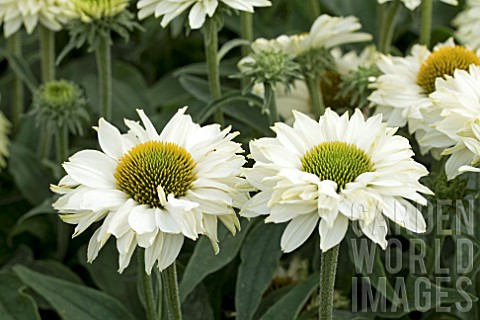 ECHINACEA_SUNSEEKERS_WHITE_PERFECTION