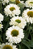 ECHINACEA SUNSEEKERS WHITE PERFECTION