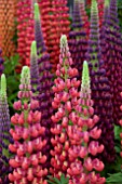 LUPINUS RED RUM WITH MASTERPIECE