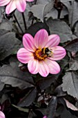 DAHLIA HAPPY DAYS PINK WITH BUMBLE BEE