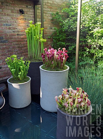 SARRACENIA_SP_IN_CONTAINERS_IN_THE_HARTLEY_BOTANIC_GARDEN_DESIGNED_BY_CATHERINE_MACDONALD__SILVER_GI