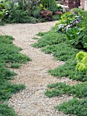 GRAVEL PATH LINED WITH CAMOMILE